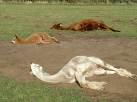 Alpacas love the sun, and will sunbathe in the most inelegant positions - presumably to expose the skin of their underbellys to the UV rays.  In "sunny" England this can be a rare pleasure.  So regular vitamin D supplements are a must.  They'll love you even more if you give them a sandpit to roll in.  If you don't, they'll just create a dustbath, which will turn into a mud wallow when it rains. 